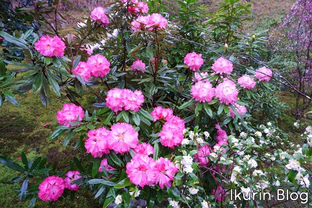 京都・嵐山の天龍寺のシャクナゲの花写真　イクリンブログ