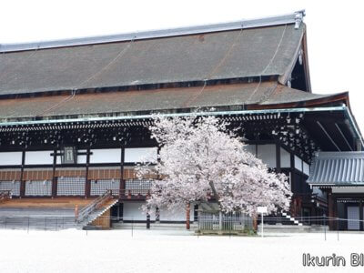 京都御苑 紫宸殿・左近桜写真画像　イクリンブログ