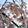 京都・円山公園「サクラの写真」イクリンブログ