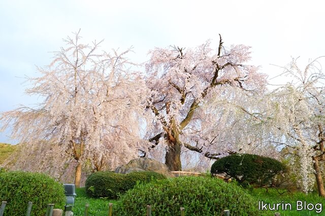 京都・円山公園「枝垂れ桜の写真」イクリンブログ