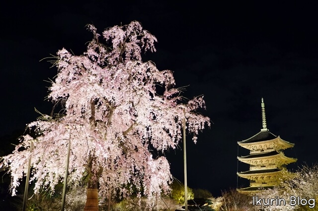 京都・東寺「夜桜と五重塔」イクリンブログ